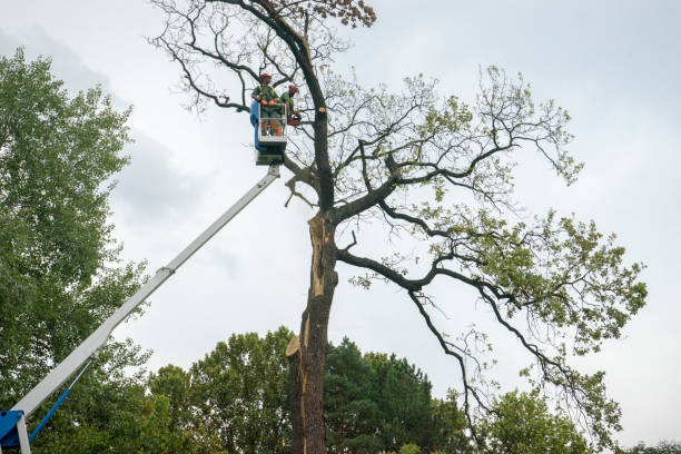 Best Tree Fertilization Services  in USA